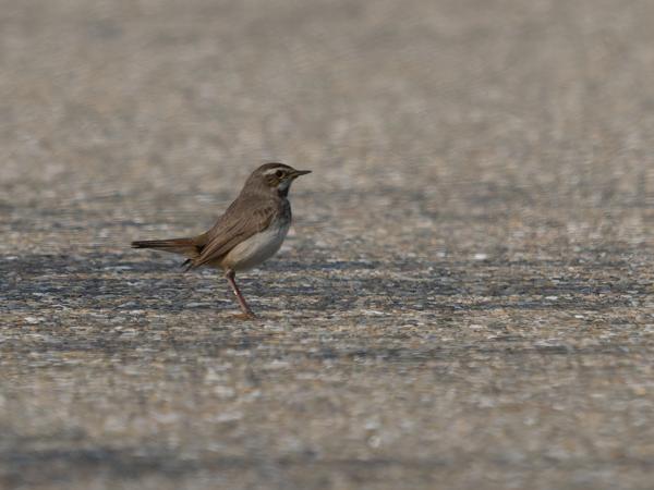 <h3><a href="/trips/braakman/biota/animalia/chordata/aves/040 passeriformes/108 muscicapidae/luscinia svecica/luscinia svecica-nl.html">Luscinia&nbsp;svecica</a> / Bluethroat / Blauwborst</h3>OM-1 Mark II met OLYMPUS M.150-400mm F4.5 TC, 1/2000 sec  bij F5.6, ISO 400, afstand 36.1&nbsp;m